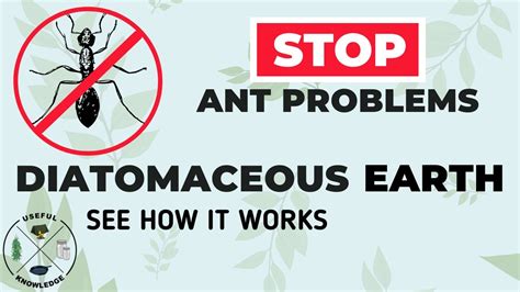 Diatomaceous Earth vs Huge Mound of Fire Ants  Useful Knowledge