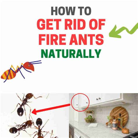 How to Kill Fire Ants Naturally without Pesticides or Poison  Useful Knowledge